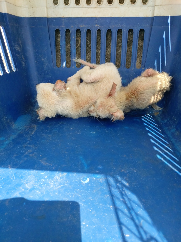 제일동물병원_444455202300339